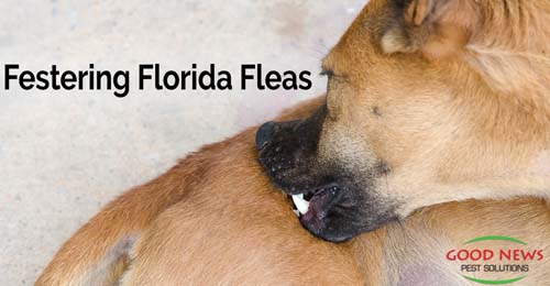 A dog chews and scratches at fleas on its shoulder