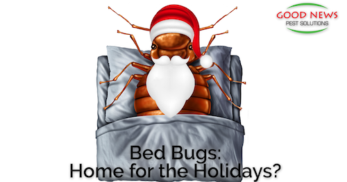 a bed bug wearing a Santa hat