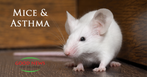 Mice & Asthma