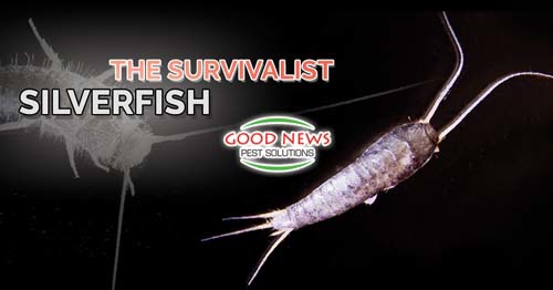 a silverfish