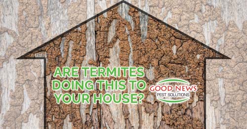 A marketing image for pest control, featuring a house outline filled with termite damage