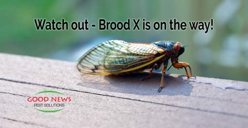 bug