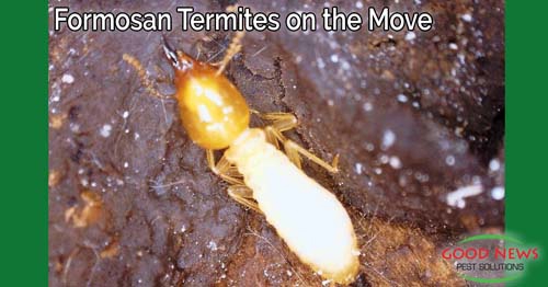 termite
