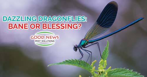 An extreme close-up shows a dragonfly on a green leaf.