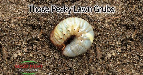 white grub on dirt,