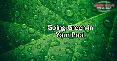 Going green in your pool