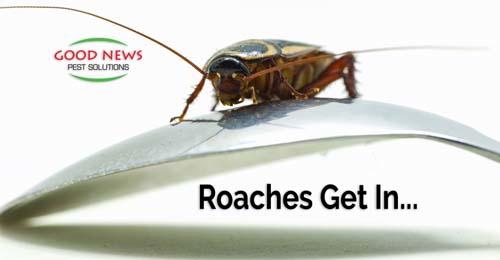 cockroach