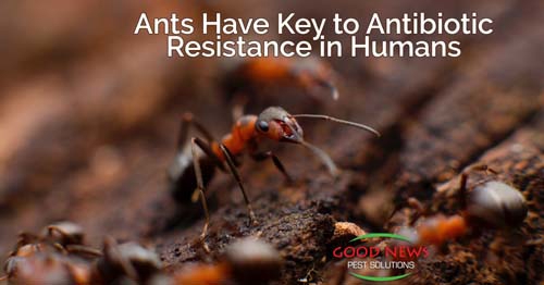 A close-up photo depicts several ants on a brown, textured surface.