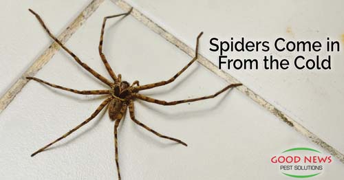 A spider sits on white tiles