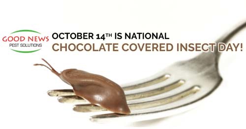 chocolate-covered insect on a fork.