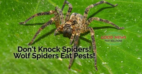 Wolf spider