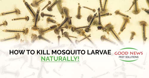 This is a close-up of mosquito larvae in water