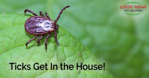 A tick sits on a green leaf.
