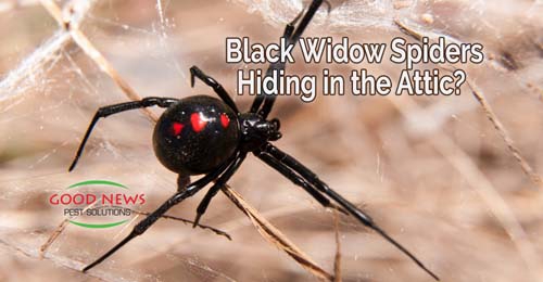 For years, arachnophobia – the sometimes irrational fear of spiders – has dominated the lists of the top scariest things in the world. We don’t know where this primal fear originated from, but the scariest of the spiders has earned her reputation, if not h