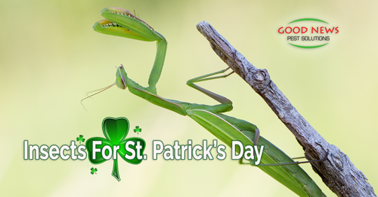 A Praying Mantis is perched on a stick,