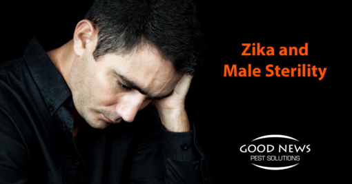 Could Zika Virus be Linked to Male Sterility?